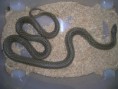 /album/king-snake/a005-%2812%29-%ce%b1%ce%bd%cf%84%ce%af%ce%b3%cf%81%ce%b1%cf%86%ce%bf-jpg/